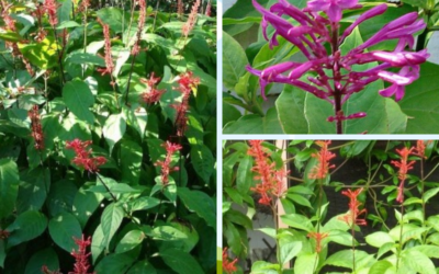 5 Uncommon Shade Plants for Southern Gardens