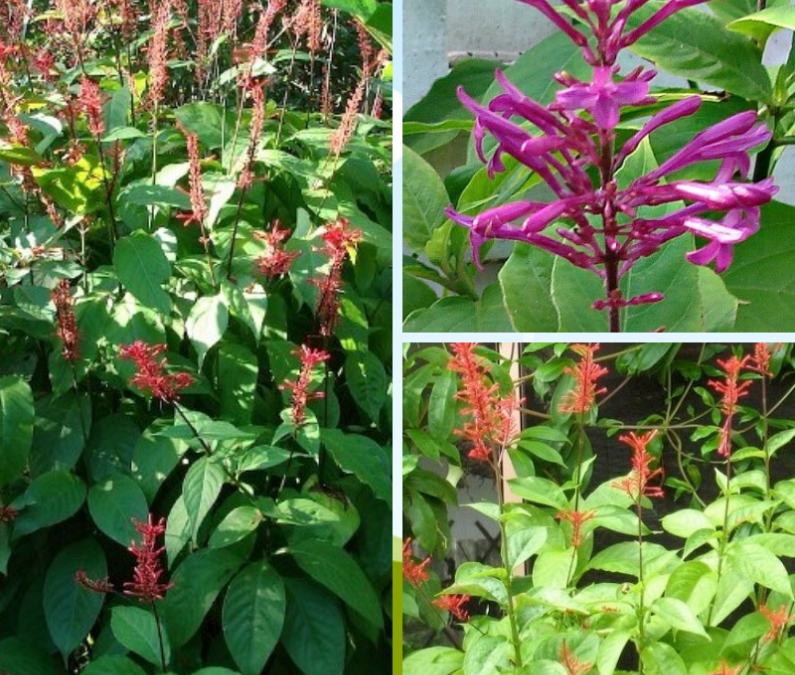5 Uncommon Shade Plants for Southern Gardens