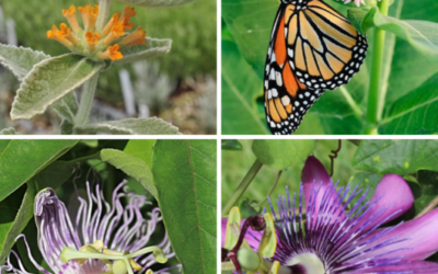 My gardening obsession with birds bees and butterflies