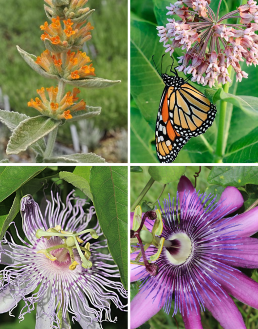 My gardening obsession with birds bees and butterflies